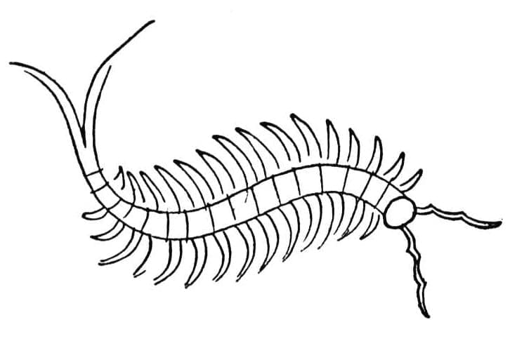 Desenho deCentopéia de Inseto para colorir