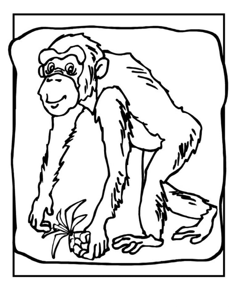 Desenho deChimpanzé Engraçado para colorir