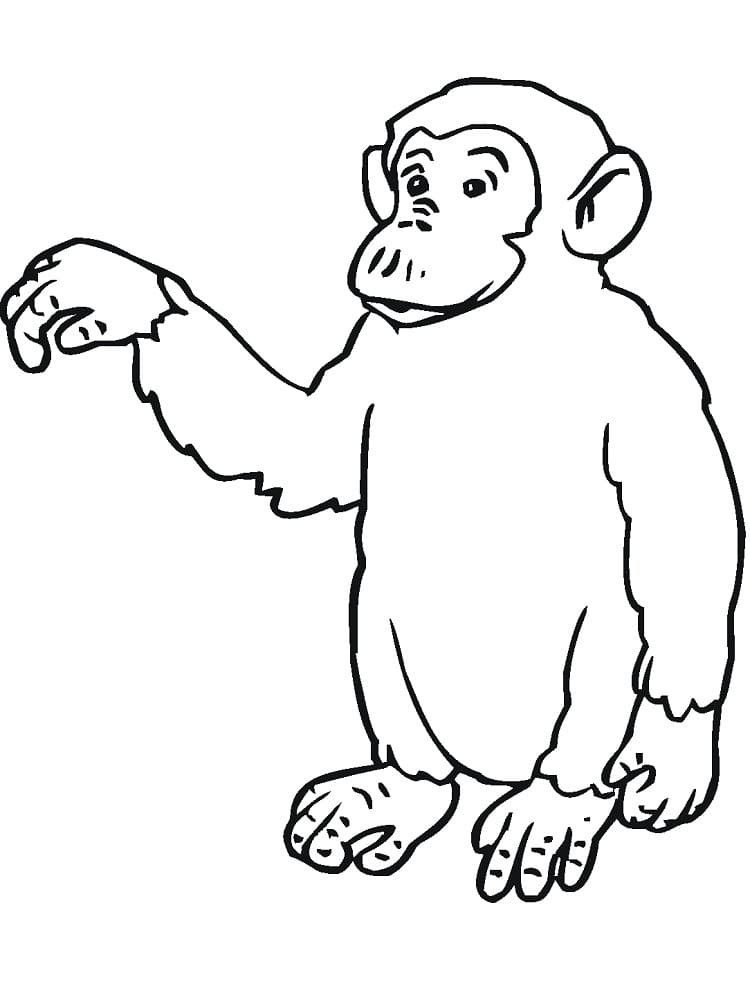 Desenho deChimpanzé Grátis para colorir