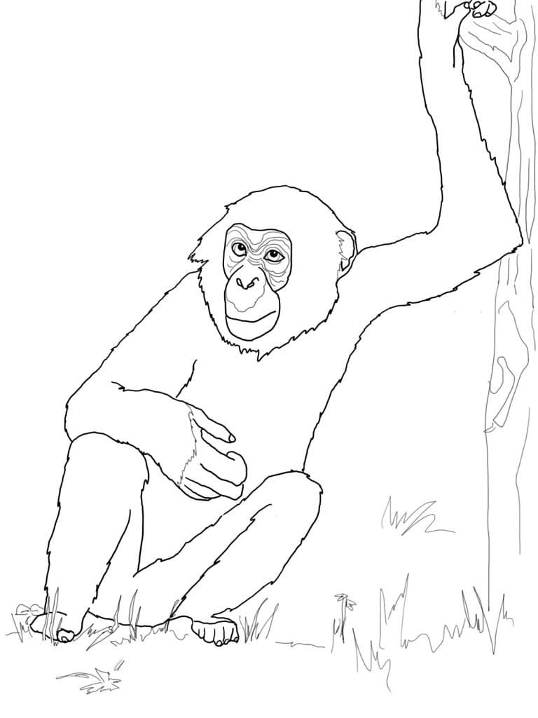 Desenho deChimpanzé Para Crianças para colorir