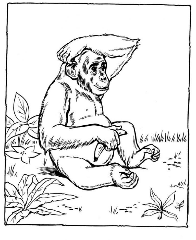 Desenho deChimpanzé Selvagem para colorir