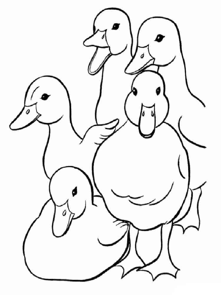 Desenho deCinco Patos para colorir