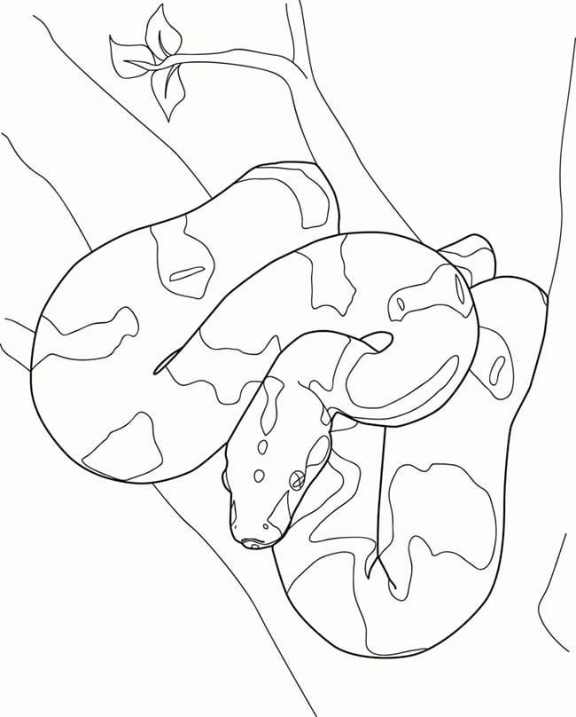 Desenho deCobra Jiboia na árvore para colorir