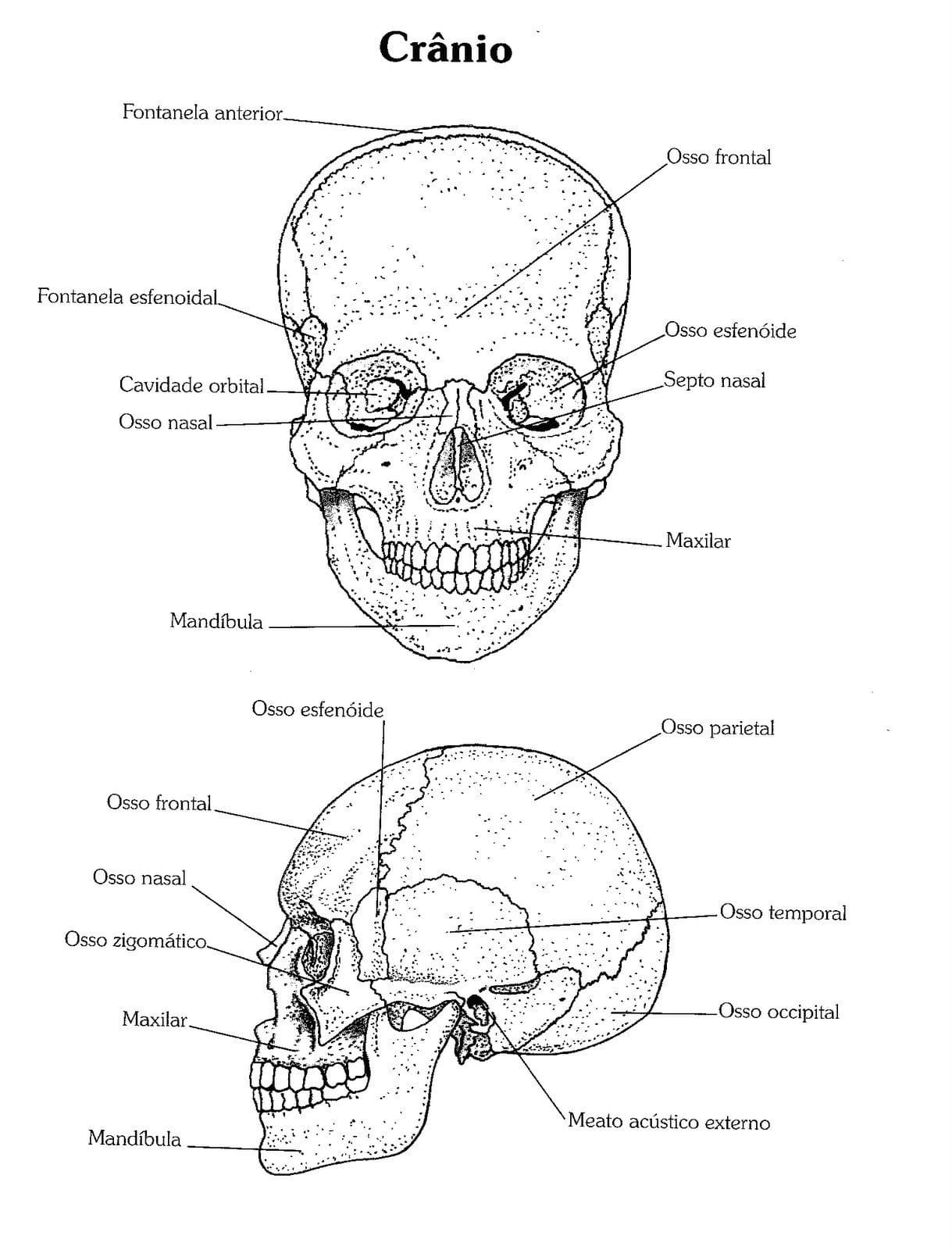 Desenho deCrânio Humano para colorir