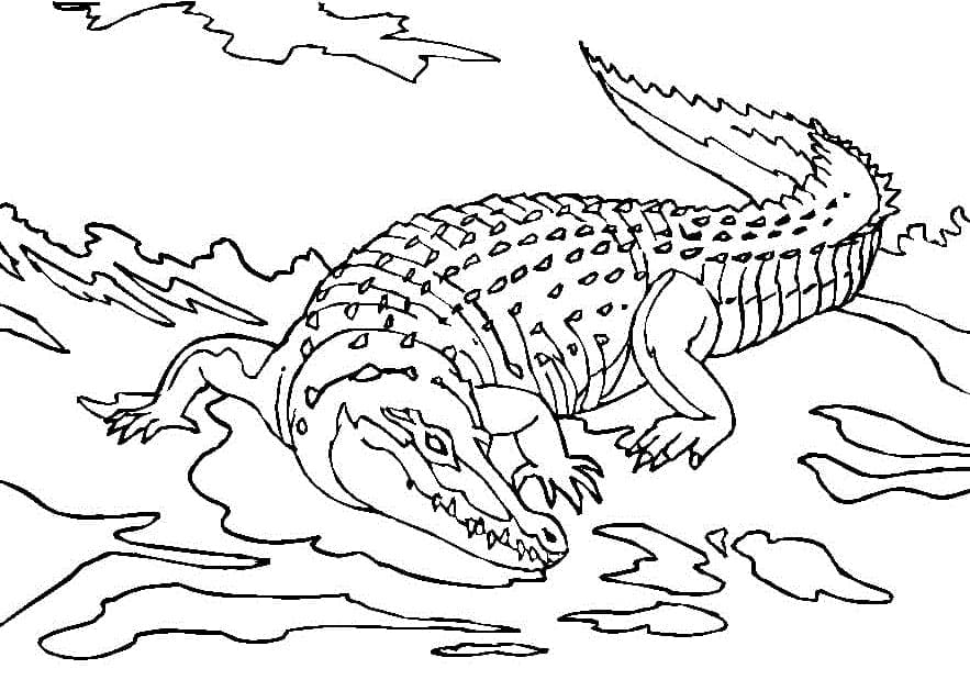 Desenho deCrocodilo 1 para colorir