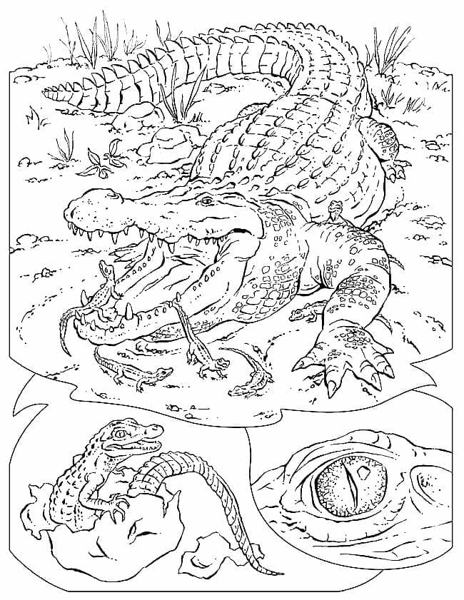 Desenho deCrocodilo 2 para colorir