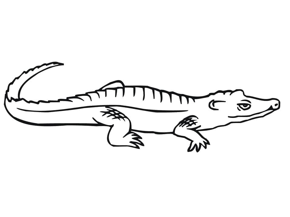 Desenho deCrocodilo 3 para colorir