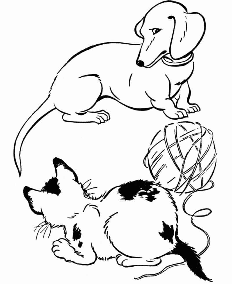 Desenho de Dachshund e Gato para colorir