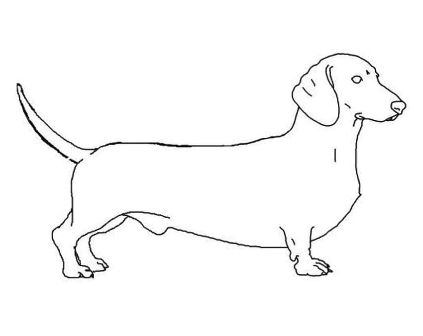 Desenho de Dachshund Grátis para colorir