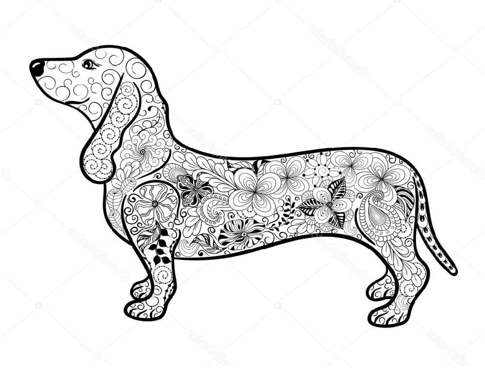 Desenho de Dachshund Maravilhoso para colorir