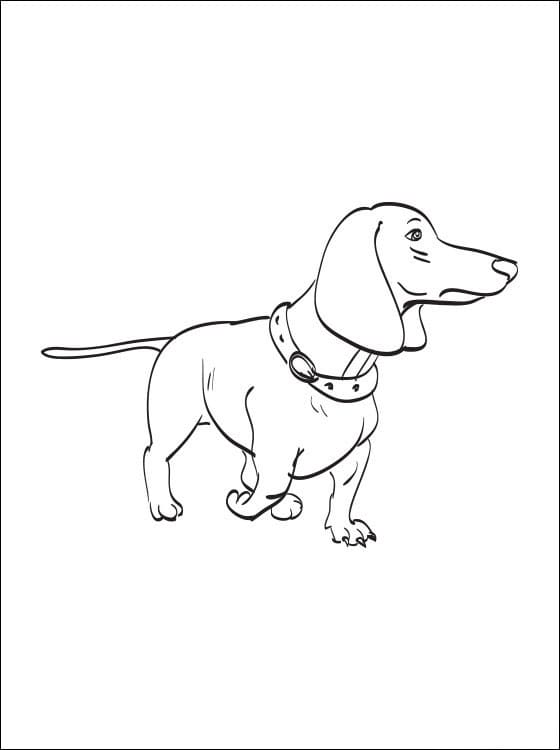 Desenho de Dachshund Para Crianças para colorir