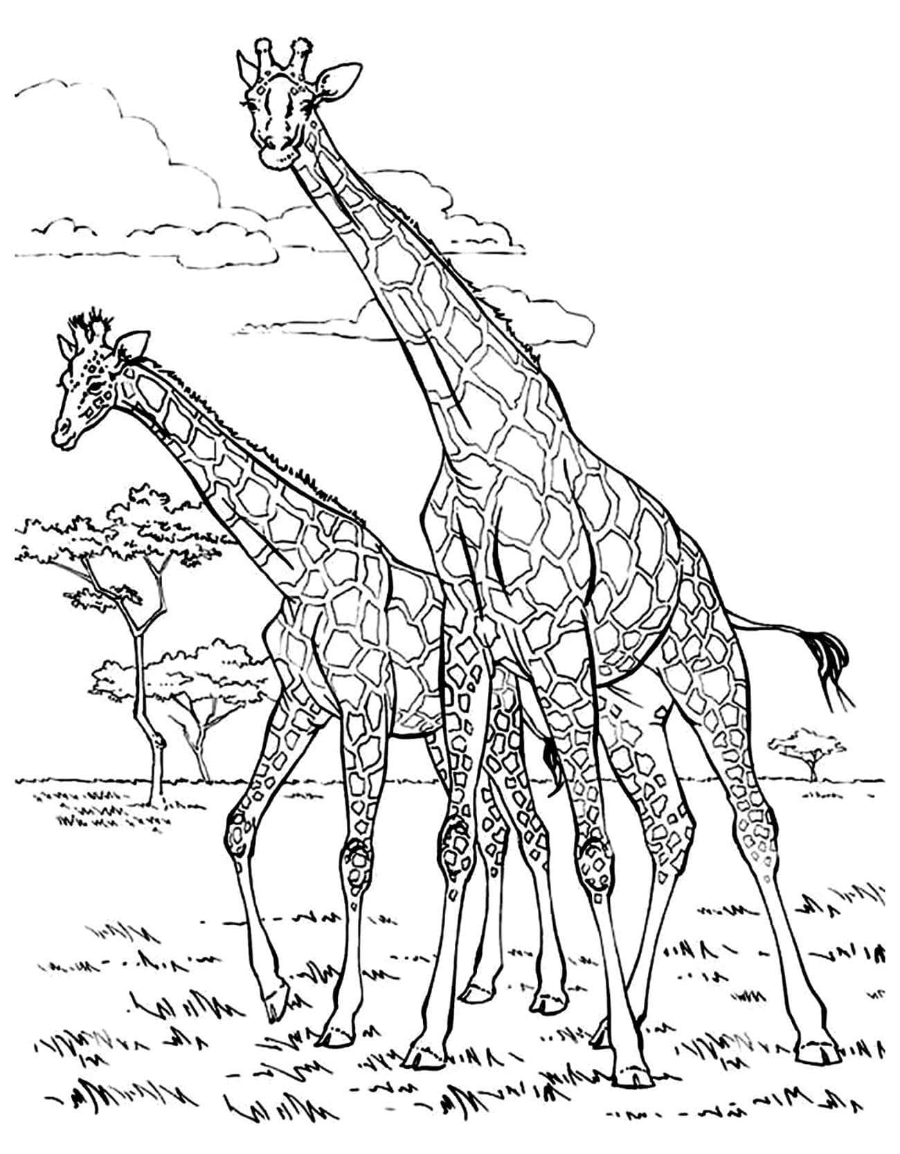 Desenho deDuas Girafas para colorir