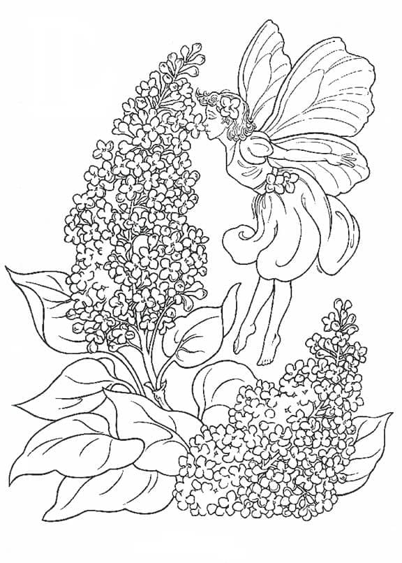 Desenho deFada e Lavanda para colorir