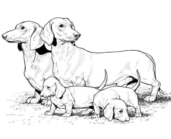 Desenho de Família Dachshund para colorir