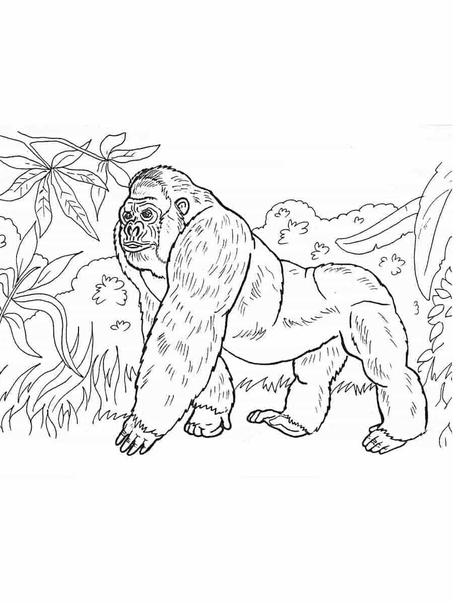 Desenho de Gorila na Selva para colorir