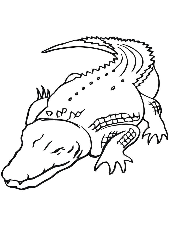 Desenho deGrande Crocodilo para colorir