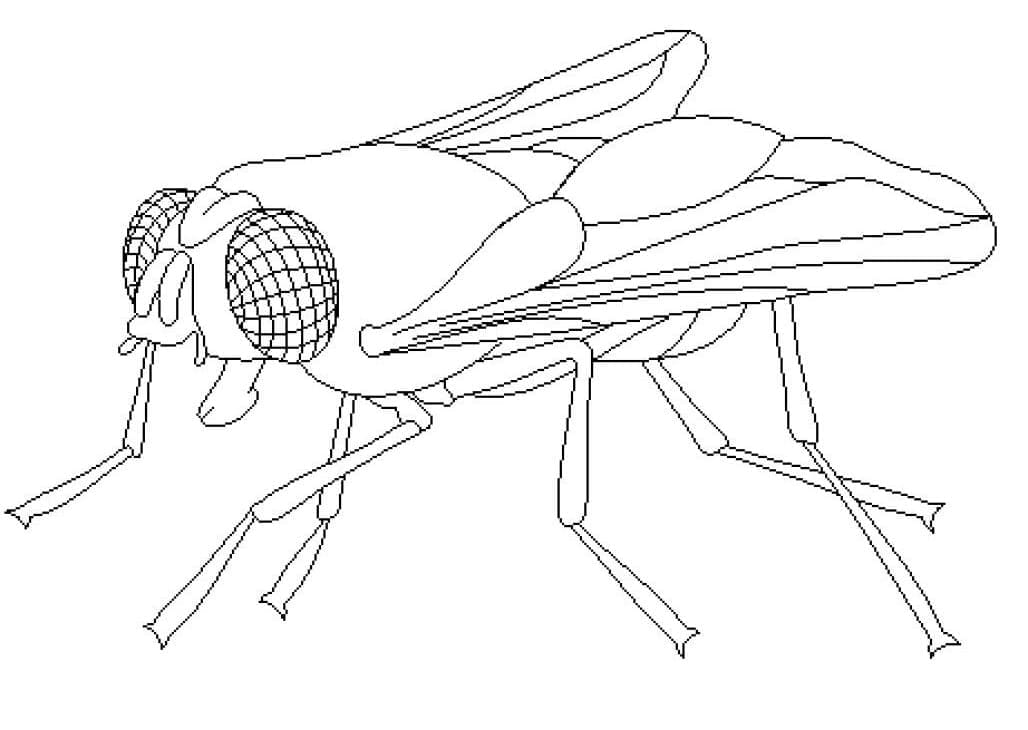 Desenho deGrande Mosca para colorir