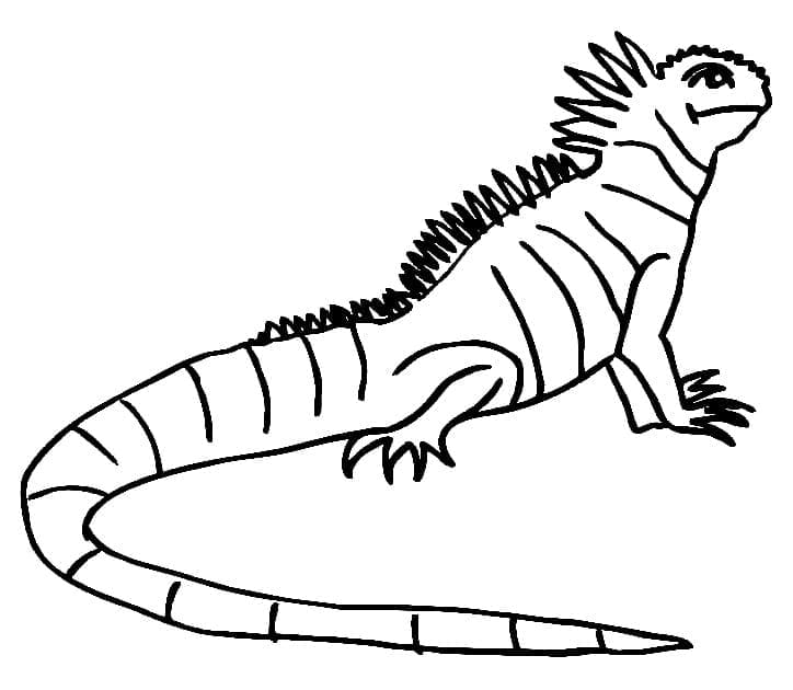 Desenho deIguana 2 para colorir