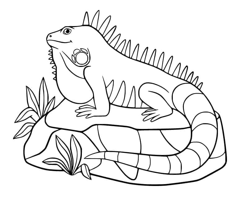 Desenho deIguana Alegre para colorir