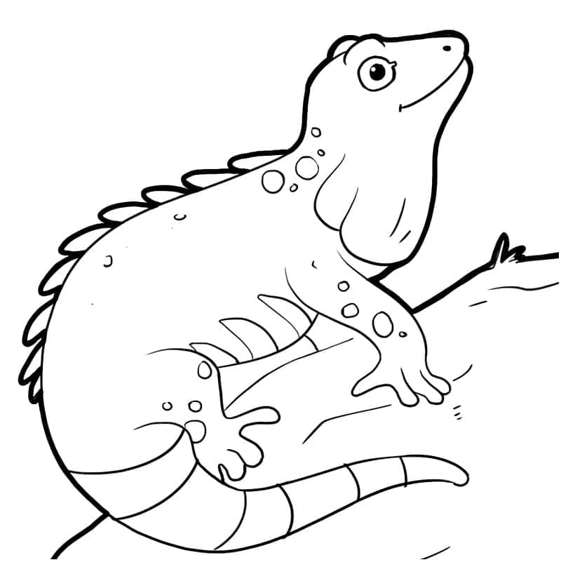 Desenho deIguana Feliz para colorir