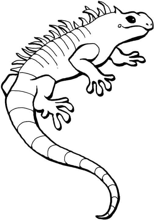 Desenho deIguana Grátis Para Crianças para colorir