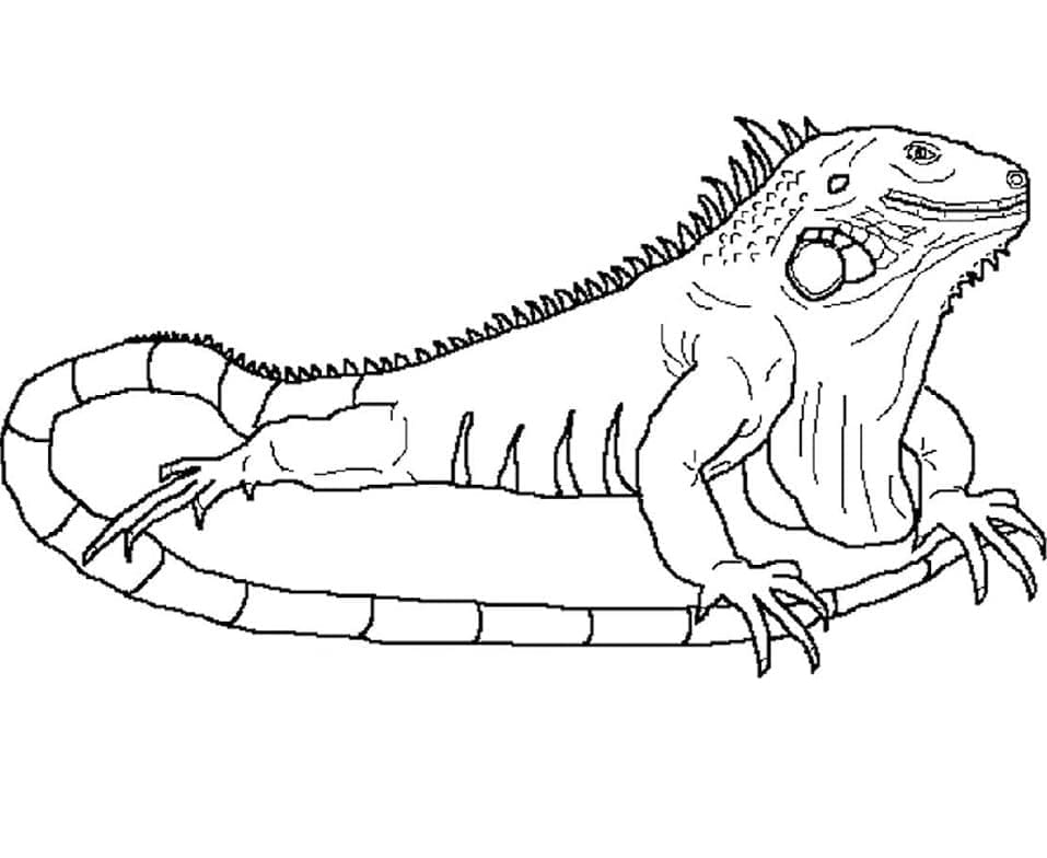 Desenho deIguana Normal para colorir