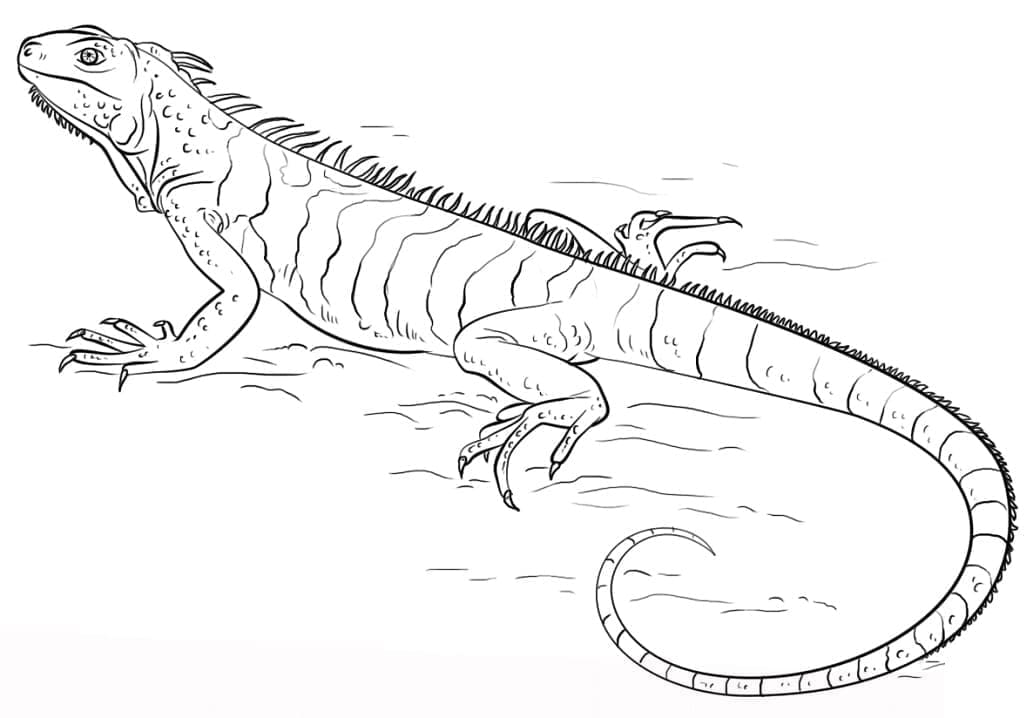 Desenho deIguana Para Crianças para colorir