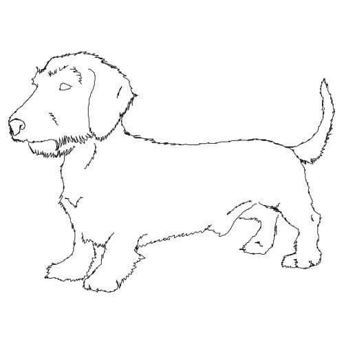 Desenho de Imagem de Dachshund para colorir