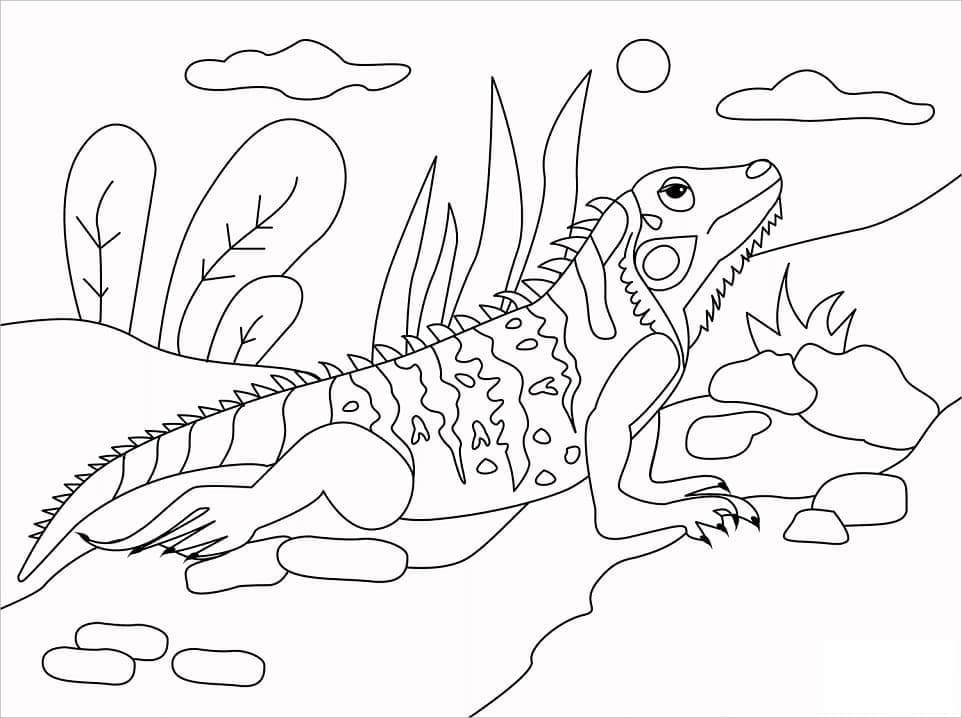 Desenho deImagem de Iguana para colorir