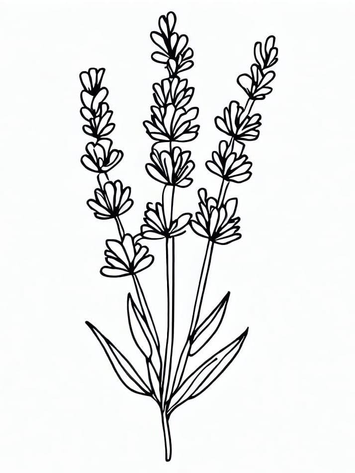 Desenho deImagem de Lavanda para colorir