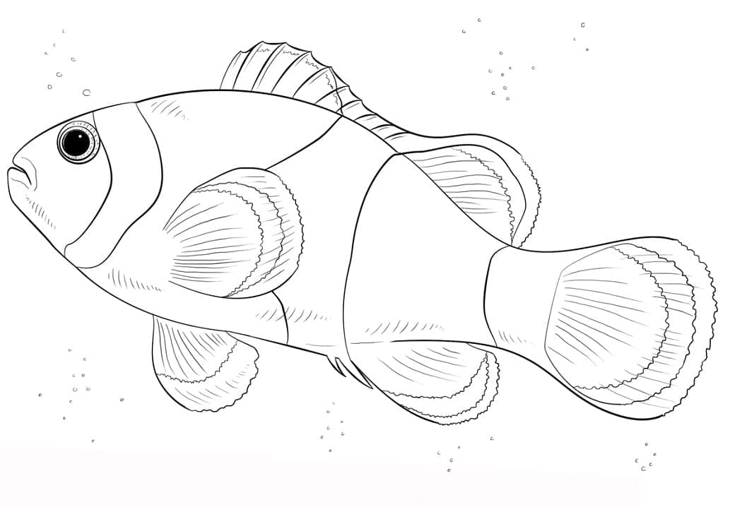 Desenho deImagem de Peixe-palhaço para colorir