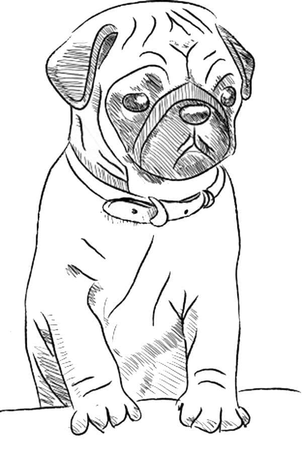 Desenho deImagem do Cachorro Pug para colorir