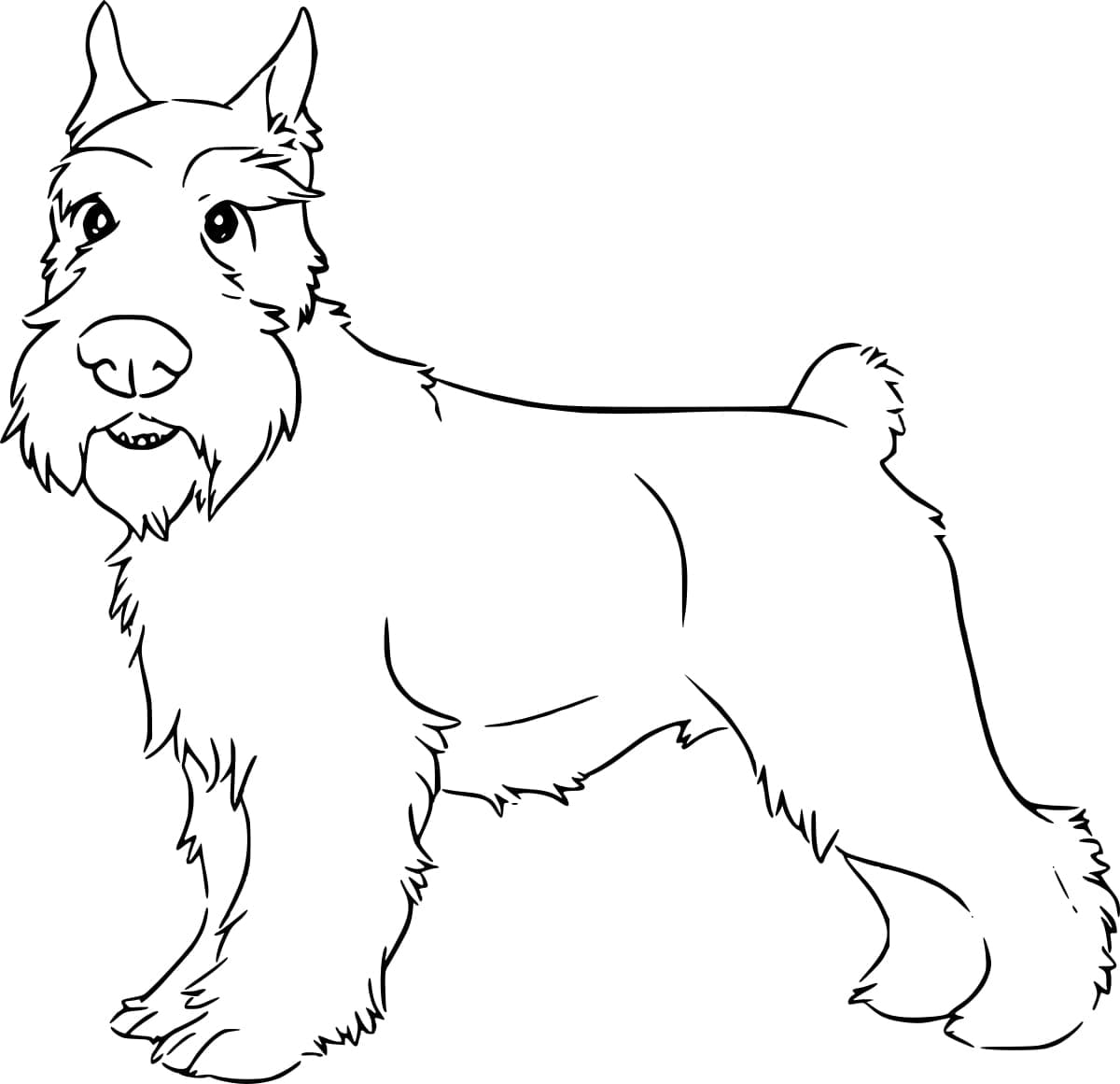 Desenho deImagem do Schnauzer para colorir