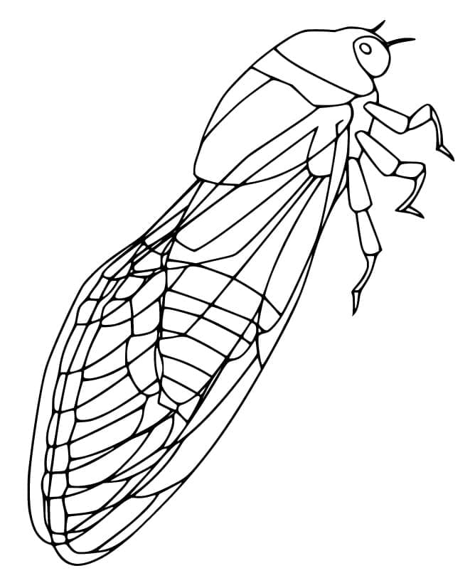 Desenhos de Cigarra para colorir