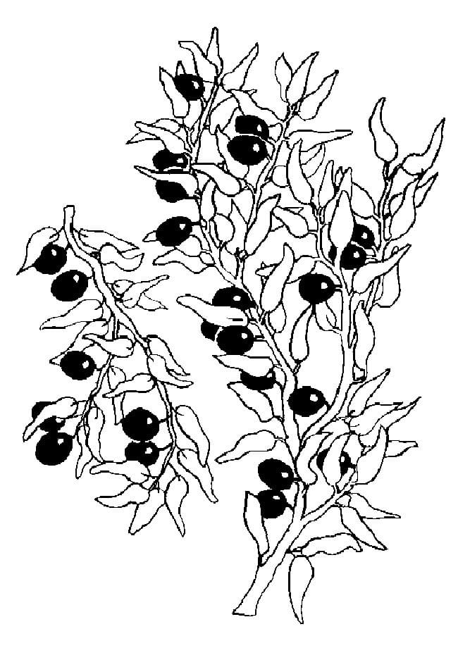 Desenho deJabuticaba 2 para colorir