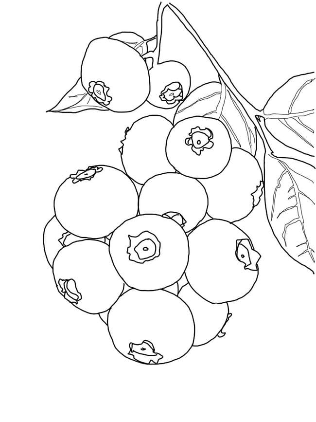 Desenho deJabuticaba 3 para colorir