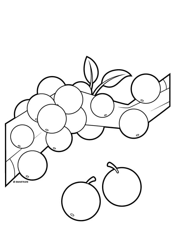 Desenho deJabuticaba 4 para colorir