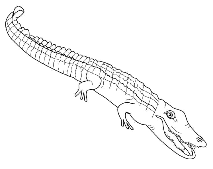 Desenho deJacaré Normal para colorir