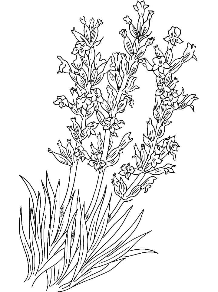 Desenho deLavanda Grátis Para Crianças para colorir