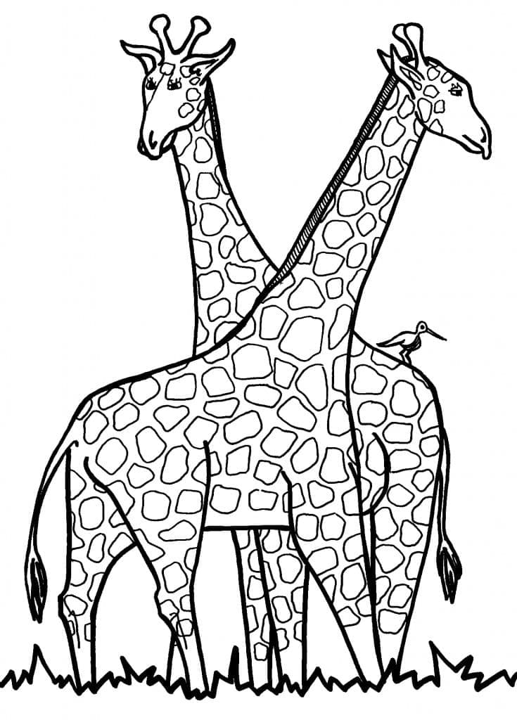 Desenho deLindas Girafas para colorir