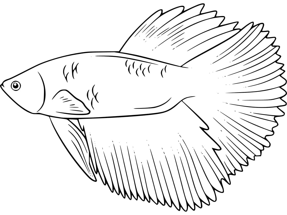 Desenho deLindo Peixe Betta para colorir