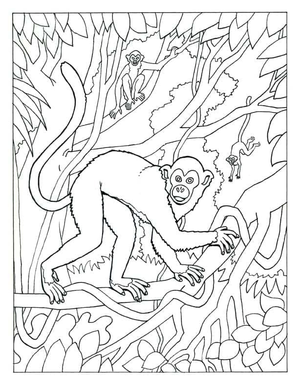 Desenho de Macaco Selvagem para colorir