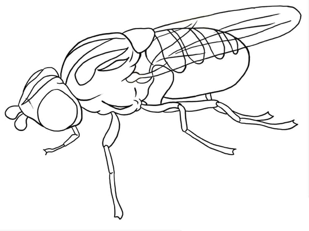 Desenho deMosca 2 para colorir