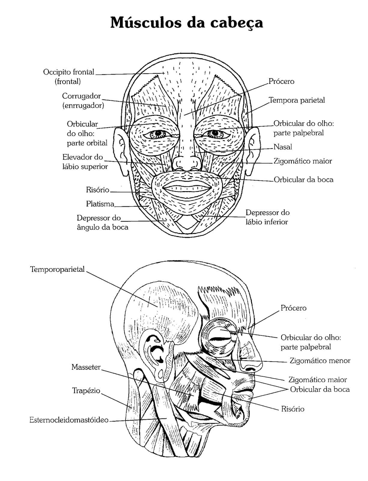 Desenho deMúsculos da Cabeça para colorir