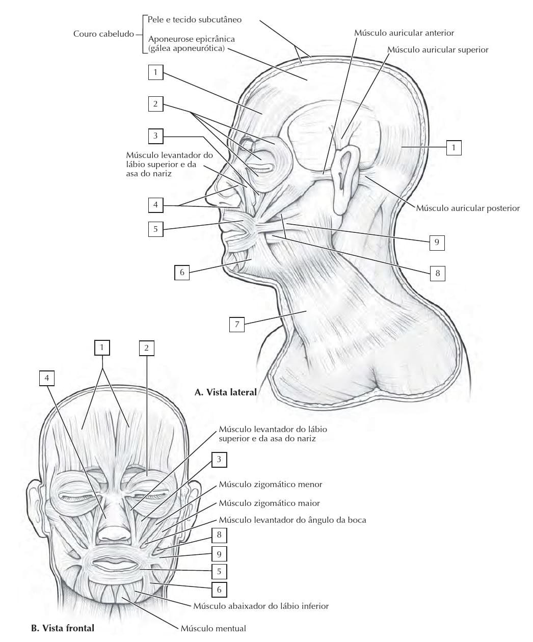 Desenho deMúsculos de Expressão Facial para colorir