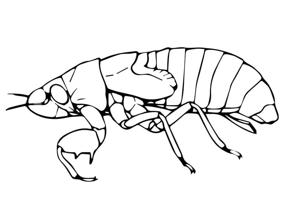 Desenho deNinfa de Cigarra para colorir