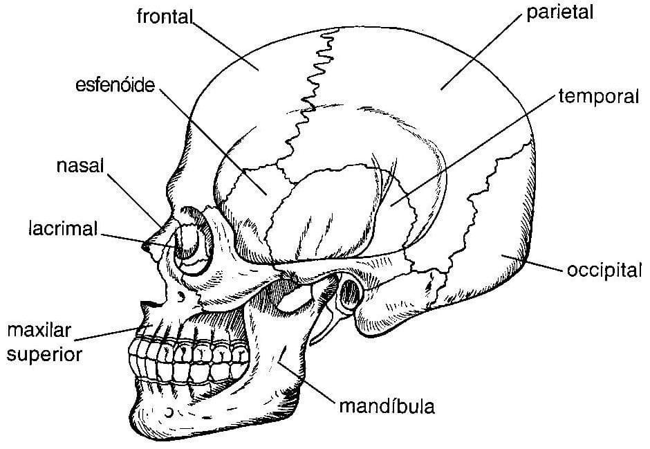 Desenho deO Crânio Humano para colorir