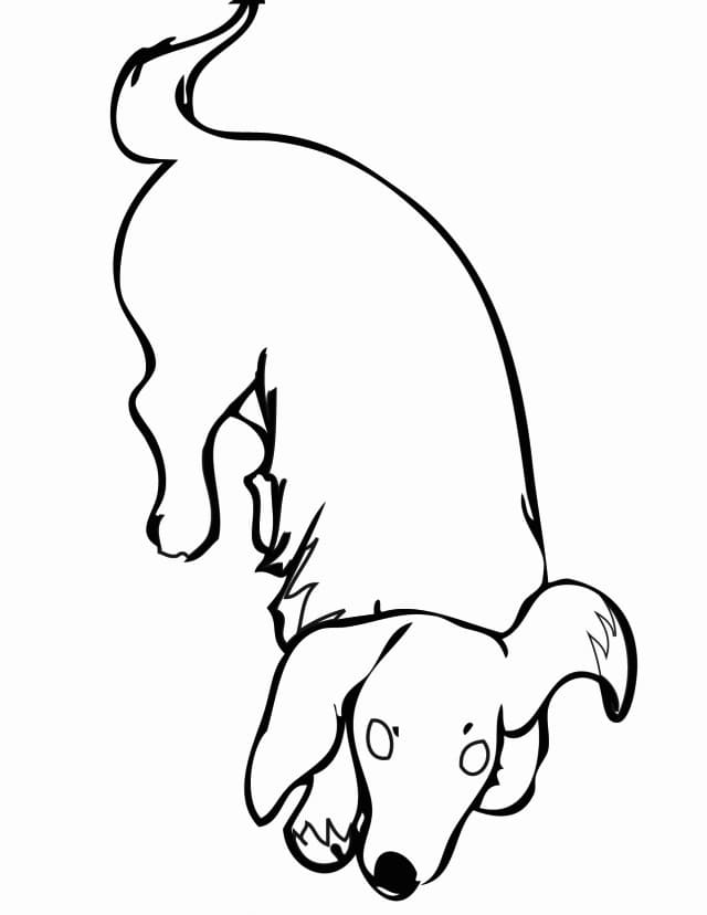 Desenho de O Dachshund para colorir