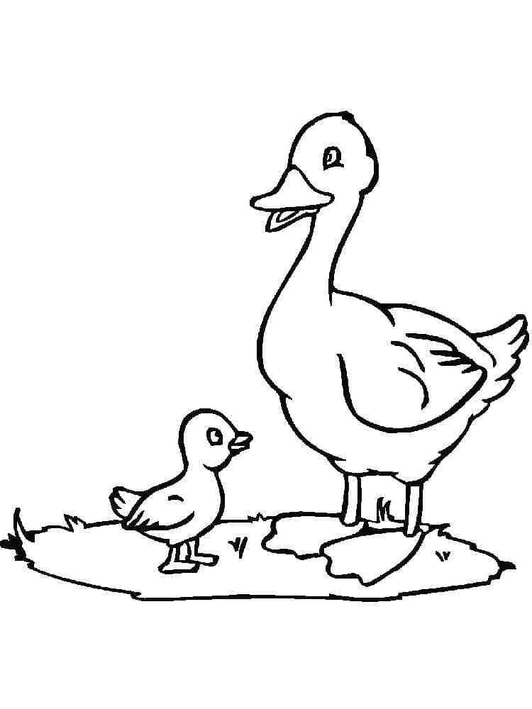 Desenho dePato e Patinho para colorir