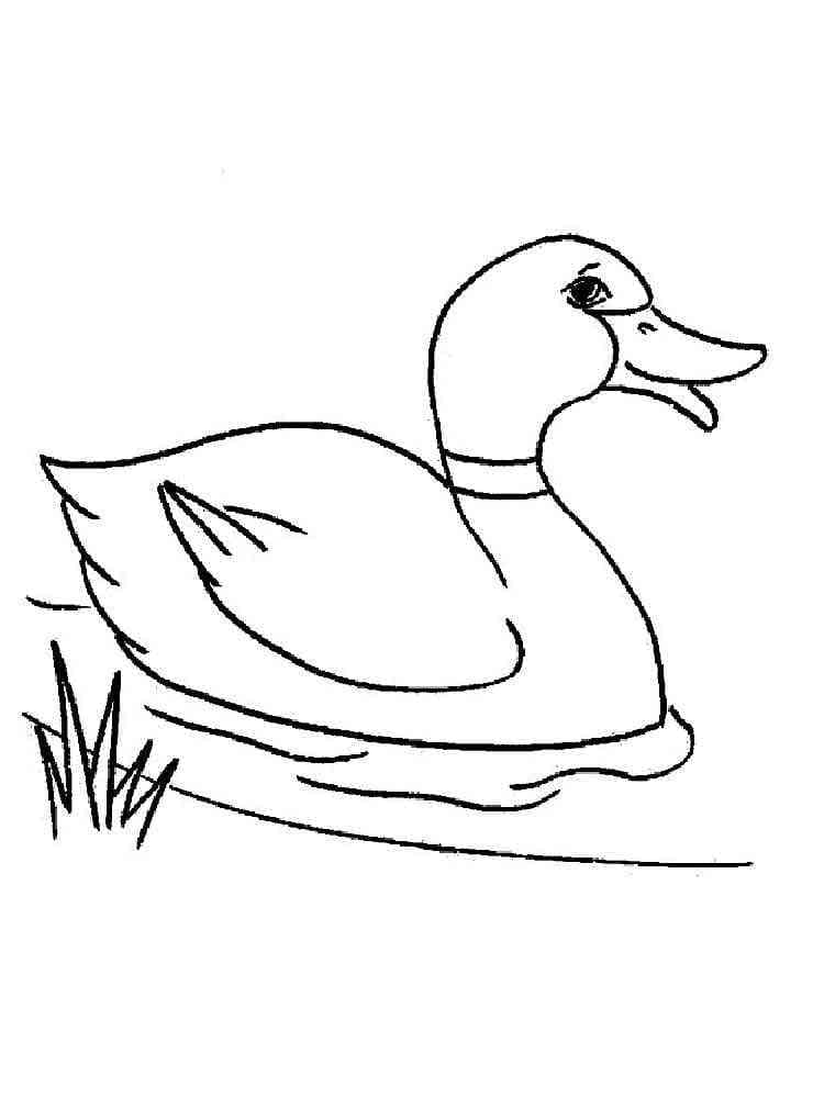 Desenho dePato Nadador para colorir